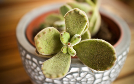 beautiful ornamental pots  from Chrome web store to be run with OffiDocs Chromium online