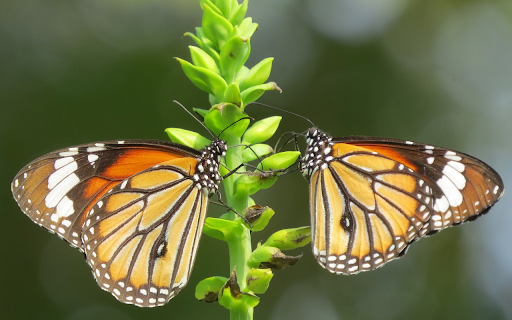 Beautiful pair of butterflies  from Chrome web store to be run with OffiDocs Chromium online