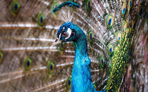 Beautiful peacock  from Chrome web store to be run with OffiDocs Chromium online