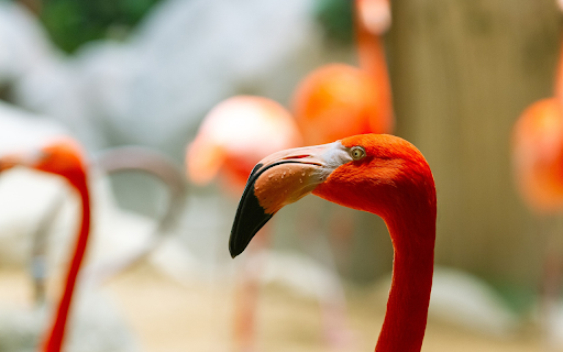 Beautiful Pink Cranes  from Chrome web store to be run with OffiDocs Chromium online
