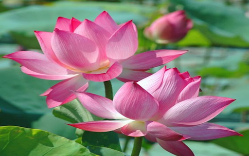 Beautiful pink lotus wallpaper  from Chrome web store to be run with OffiDocs Chromium online
