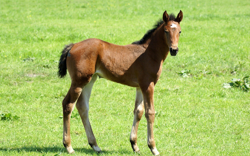 Beautiful Pony  from Chrome web store to be run with OffiDocs Chromium online