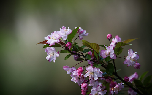 Beautiful purple and pink flower branches  from Chrome web store to be run with OffiDocs Chromium online