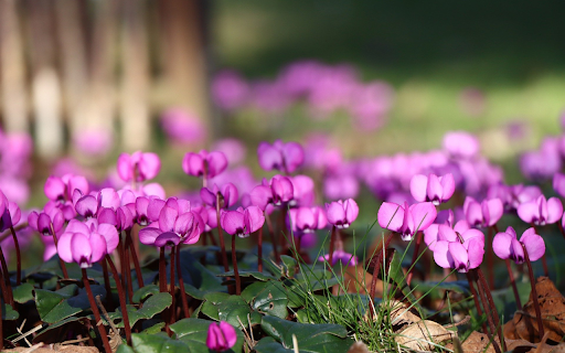 Beautiful Purple Flowers  from Chrome web store to be run with OffiDocs Chromium online