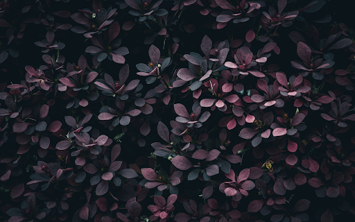 Beautiful purple leaf bush  from Chrome web store to be run with OffiDocs Chromium online
