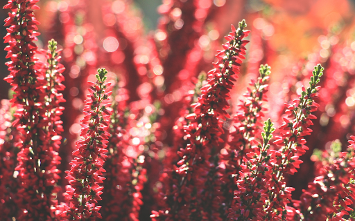 Beautiful red flower garden  from Chrome web store to be run with OffiDocs Chromium online