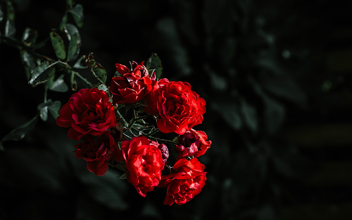 beautiful red roses  from Chrome web store to be run with OffiDocs Chromium online