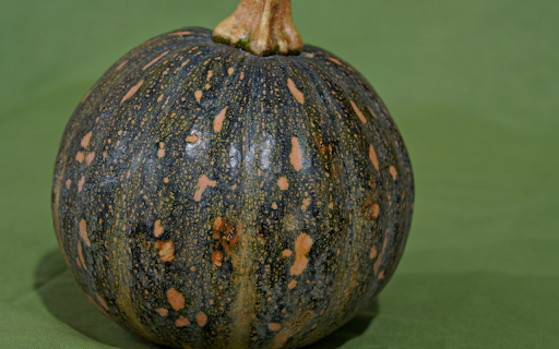 Beautiful round pumpkin  from Chrome web store to be run with OffiDocs Chromium online