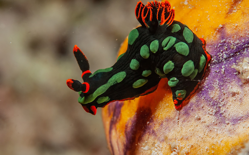 Beautiful sea snails  from Chrome web store to be run with OffiDocs Chromium online