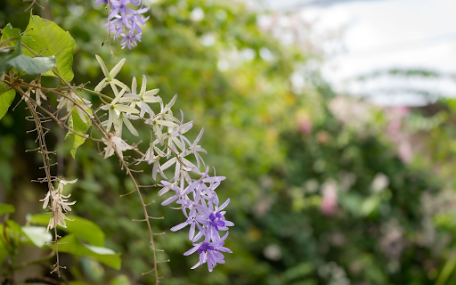Beautiful small bunch of purple flowers  from Chrome web store to be run with OffiDocs Chromium online