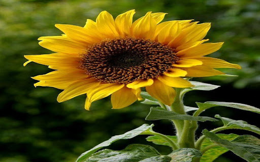 beautiful sunflower wallpaper  from Chrome web store to be run with OffiDocs Chromium online