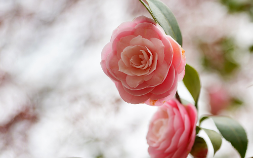 Beautiful tea rose branches  from Chrome web store to be run with OffiDocs Chromium online