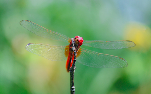 Beautiful thin winged chili dragonfly  from Chrome web store to be run with OffiDocs Chromium online