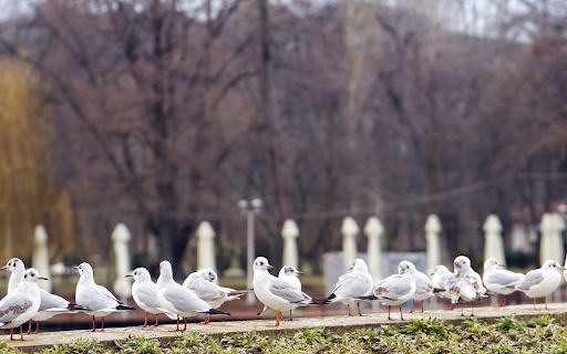 Beautiful white birds  from Chrome web store to be run with OffiDocs Chromium online