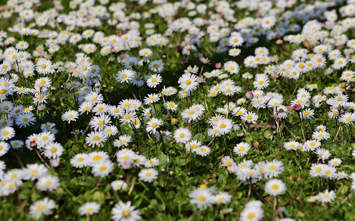 Beautiful white chrysanthemum field  from Chrome web store to be run with OffiDocs Chromium online