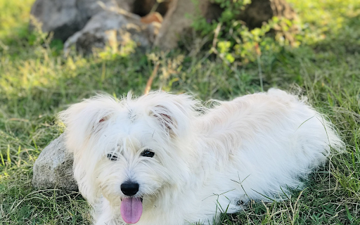 Beautiful white dog  from Chrome web store to be run with OffiDocs Chromium online
