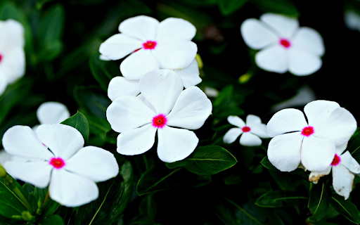 Beautiful white flowers  from Chrome web store to be run with OffiDocs Chromium online