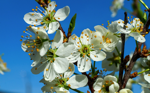 Beautiful white plum blossoms  from Chrome web store to be run with OffiDocs Chromium online