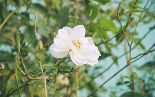Beautiful white rose  from Chrome web store to be run with OffiDocs Chromium online