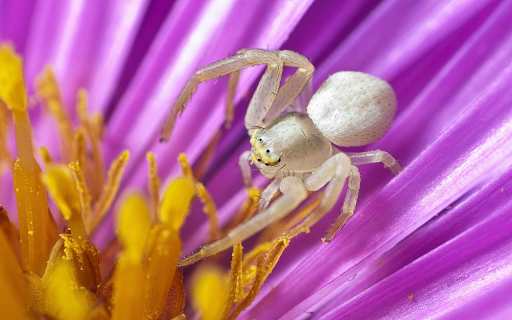 Beautiful white spider  from Chrome web store to be run with OffiDocs Chromium online
