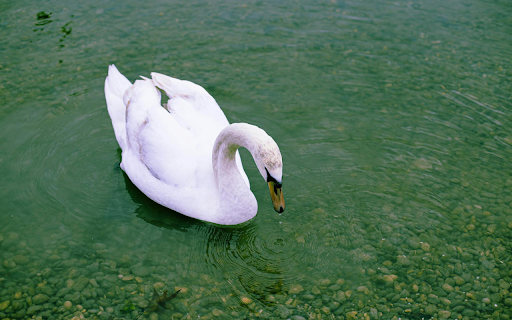 Beautiful White Swan  from Chrome web store to be run with OffiDocs Chromium online
