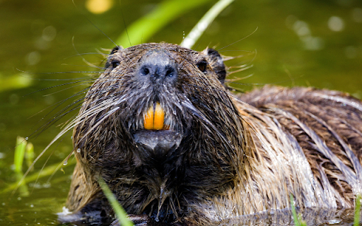 Beaver  from Chrome web store to be run with OffiDocs Chromium online