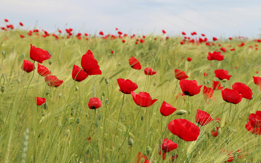 Bed of Red Petaled Flowers  from Chrome web store to be run with OffiDocs Chromium online