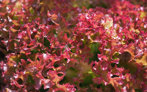 Bed of young kale  from Chrome web store to be run with OffiDocs Chromium online