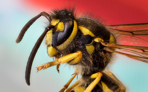 Bee and feathers  from Chrome web store to be run with OffiDocs Chromium online