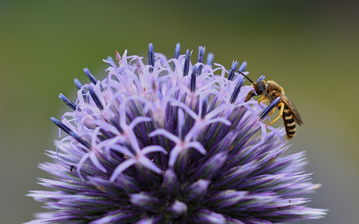 Bee and flower  from Chrome web store to be run with OffiDocs Chromium online