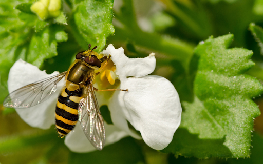 Bee and white flower  from Chrome web store to be run with OffiDocs Chromium online
