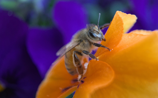 Bee and Yellow Flower  from Chrome web store to be run with OffiDocs Chromium online