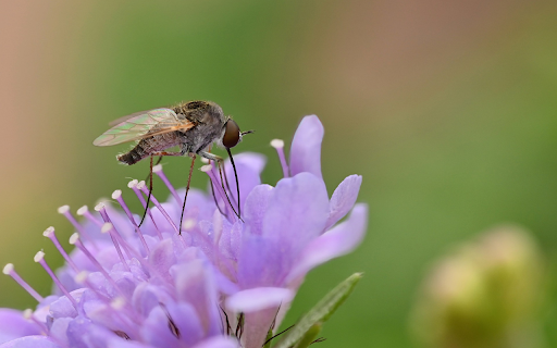 Bee flies  from Chrome web store to be run with OffiDocs Chromium online