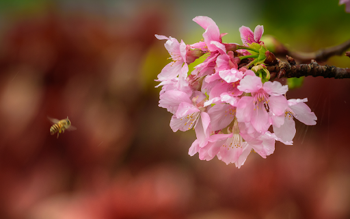 bee flying near beautiful pink blossom garden  from Chrome web store to be run with OffiDocs Chromium online