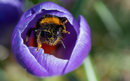 Bee in a Flower Bud  from Chrome web store to be run with OffiDocs Chromium online