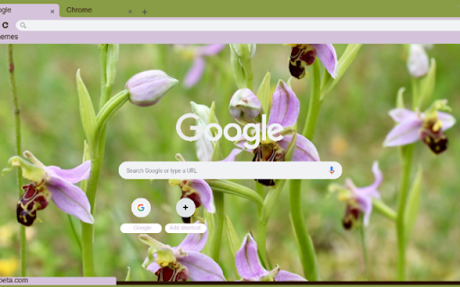 Bee Orchid  from Chrome web store to be run with OffiDocs Chromium online