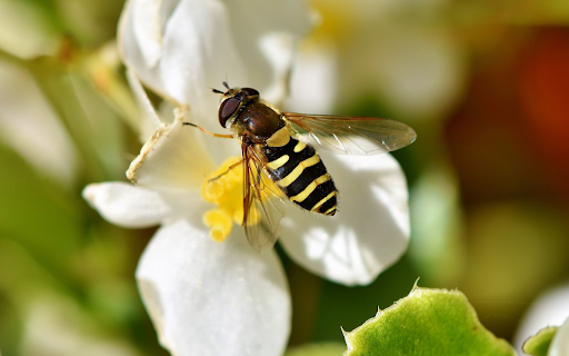 Bees and flies  from Chrome web store to be run with OffiDocs Chromium online