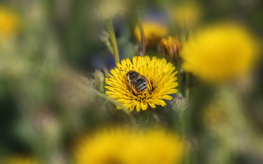 Bees and flies looking for honey  from Chrome web store to be run with OffiDocs Chromium online