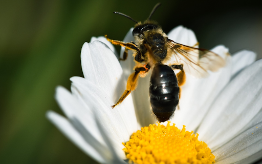 Bees and Flowers  from Chrome web store to be run with OffiDocs Chromium online