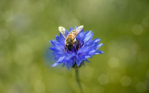 bees and green flowers  from Chrome web store to be run with OffiDocs Chromium online