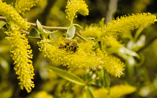 Bees and yellow flowers  from Chrome web store to be run with OffiDocs Chromium online