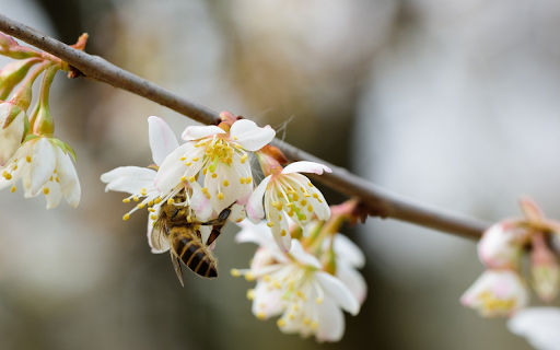 Bees collect pollen  from Chrome web store to be run with OffiDocs Chromium online