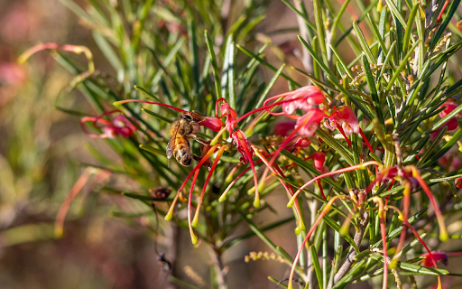 Bees for Honey  from Chrome web store to be run with OffiDocs Chromium online