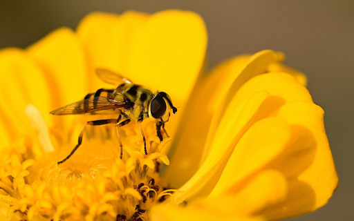 Bees get honey  from Chrome web store to be run with OffiDocs Chromium online
