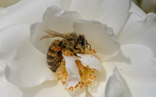 Bees get nectar  from Chrome web store to be run with OffiDocs Chromium online