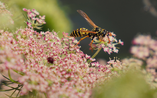 Bees look for honey  from Chrome web store to be run with OffiDocs Chromium online
