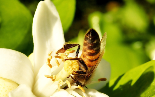 Bees pollinate flowers  from Chrome web store to be run with OffiDocs Chromium online