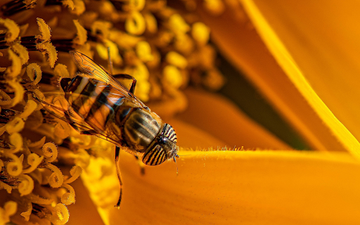 Bees take pollen  from Chrome web store to be run with OffiDocs Chromium online