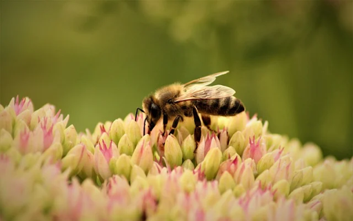 BEE Theme  from Chrome web store to be run with OffiDocs Chromium online