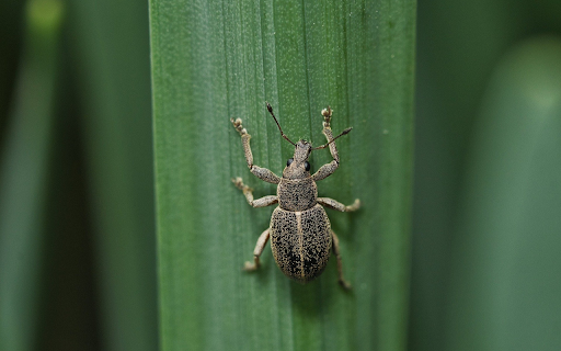 Beetle  from Chrome web store to be run with OffiDocs Chromium online